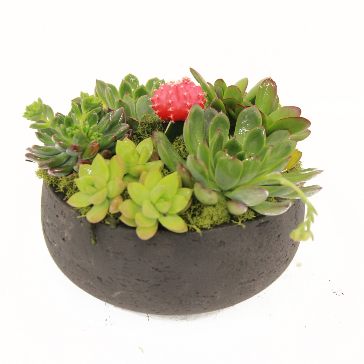 succ-6081