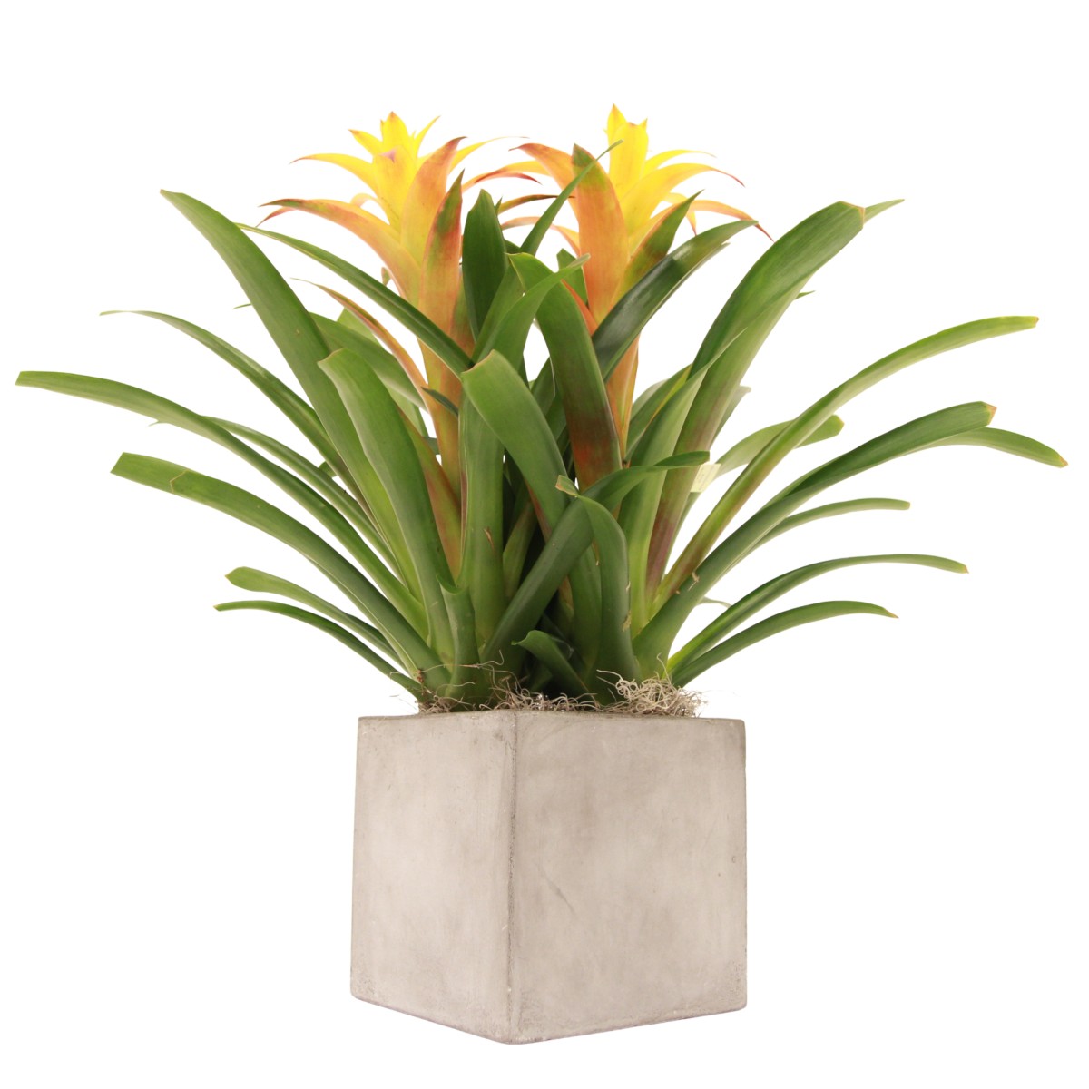 bp- 6007 - Image 2
