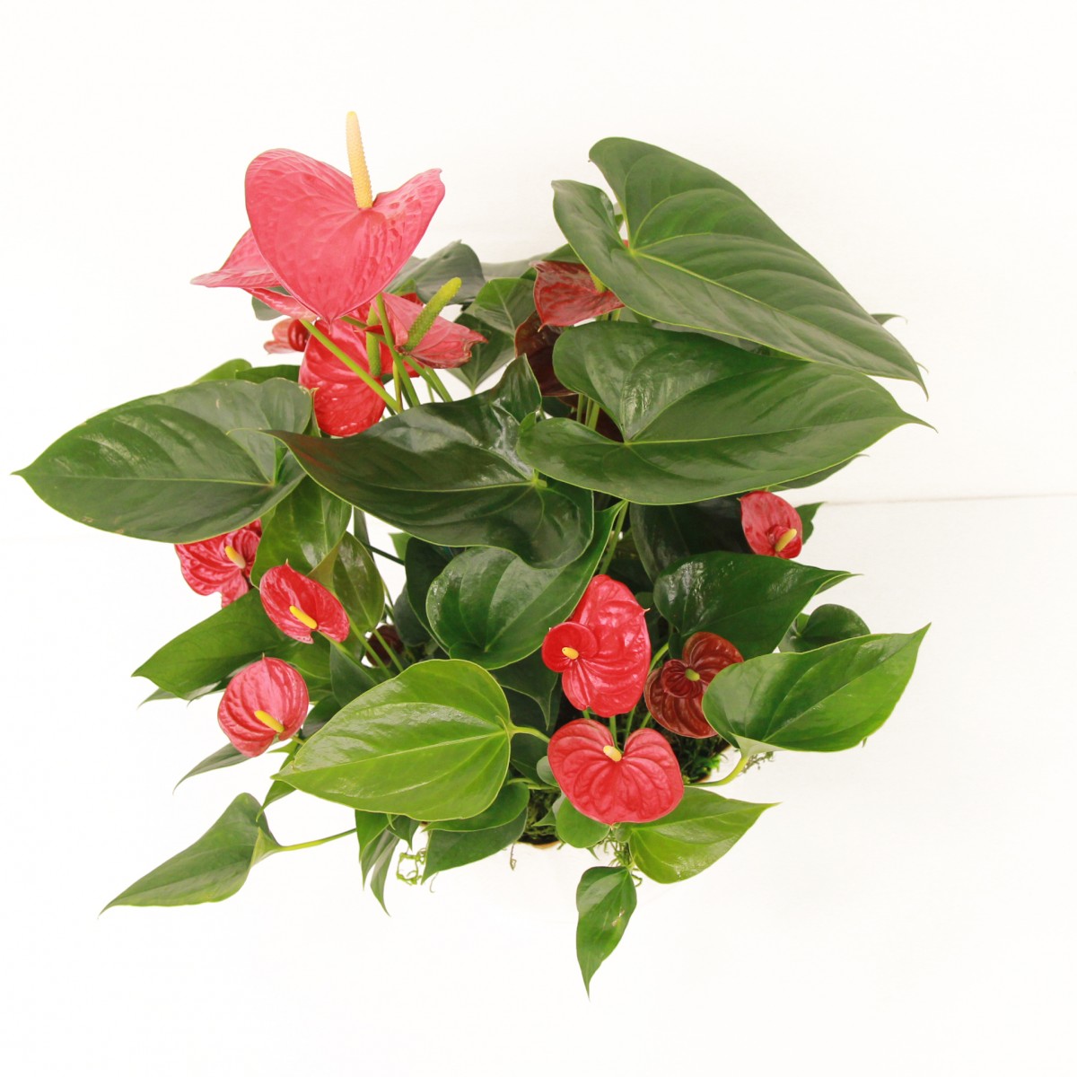 bp-9869 - Image 2