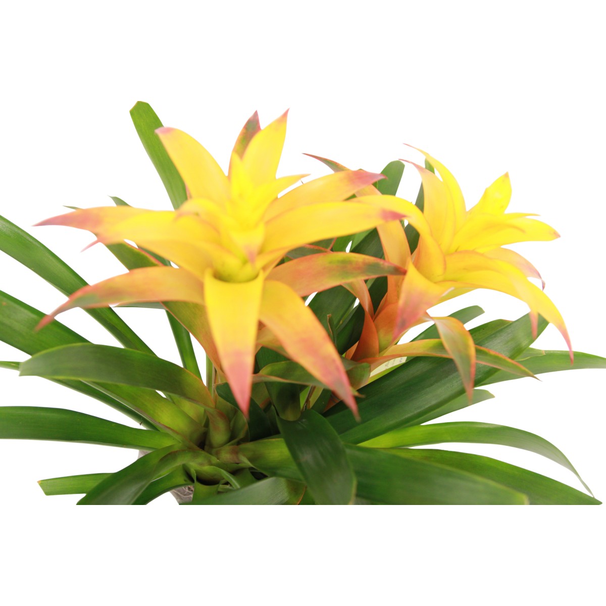 bp- 6007 - Image 3