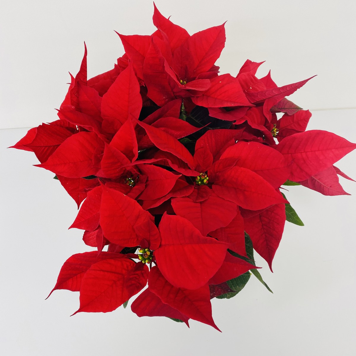 cp-0343 - Image 2