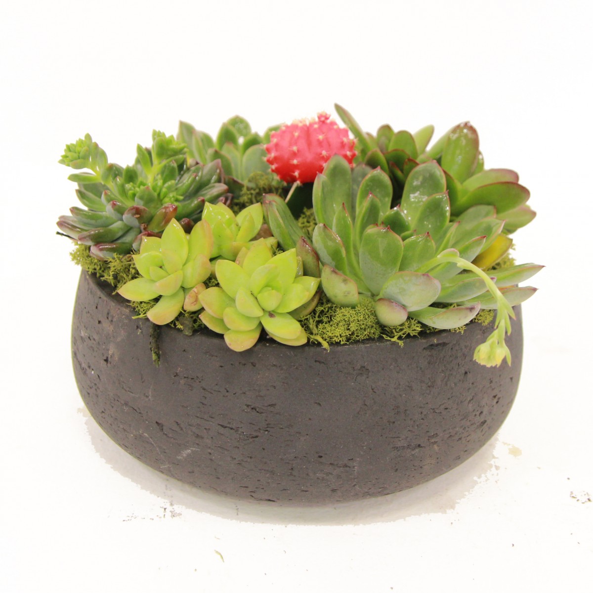 succ-6081 - Image 2