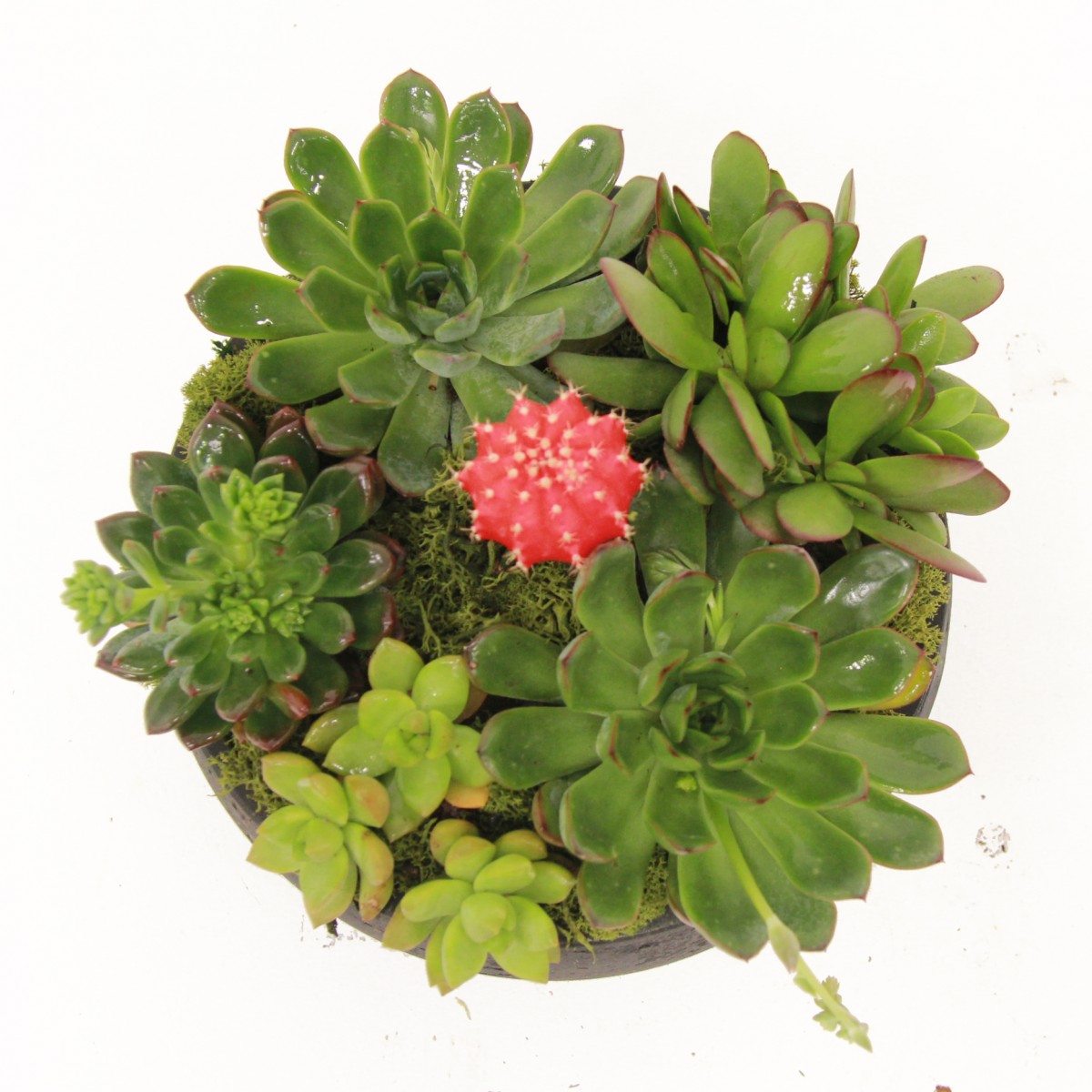 succ-6081 - Image 3